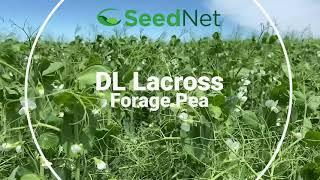 DL Lacross Forage Pea