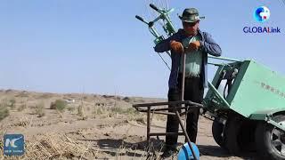 Chinese farmers use new machine for desert control