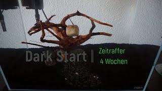 Dark Start - Zeitraffer der ersten 4 Wochen