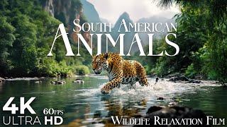 Animals of South America 4K 60fps - Exotic Wildlife | Relaxation Film Ultra HD