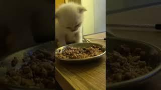 Scottish Fold Girl first kitten pate dinner  #scottishfold #catbreed #cattery #kitten