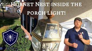 Hornet Nest INSIDE of a porch light. Watch how we treat and remove this nest