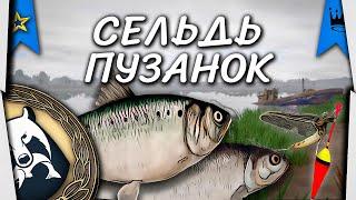 Актуальная точка. Пузанок + Сельдь. Ахтуба. Русская Рыбалка 4.