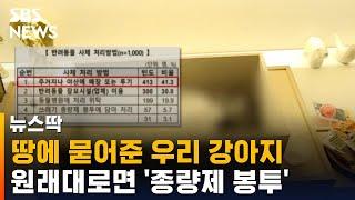 땅에 묻어준 우리 강아지, 원래대로면 '종량제 봉투' / SBS / 뉴스딱
