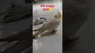 Old Friend of My cockatiel@CrookPets #shorts #birds #budgies #cockatiel