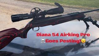 *Pesting Video*! Diana Friday! 54 Airking Pro 22 caliber #diana #diana54 #diana54airkingpro