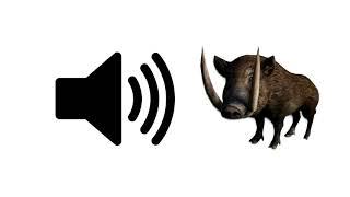 Wild Boar Sounds - Sound Effect | ProSounds