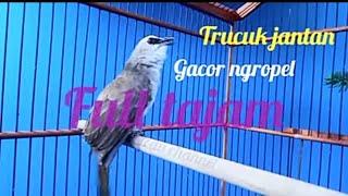 Burung Trucukan Jantan Gacor Ropel Tajam