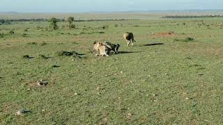 Hyena steals from cheetah and Male lion steals from hyena