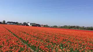 Tulpen Dutch spring