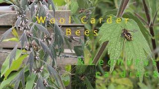 Wool Carder Bees & Motherwort (Leonurus cardiaca)/ Wollbienen im Naturgarten / Herzgespann