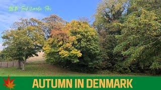 Autumn in Denmark looks pale.