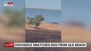 Crocodile snatches dog from QLD beach