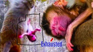 Newborn baby monkey was-born-unhealthy, Mom-was-exhausted-after-giving-birth, unable-to-care-of-baby