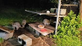 Raccoon "Mama" & Three Babies..