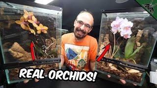 I Gave REAL ORCHIDS to my ORCHID MANTIDS