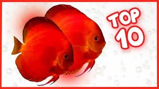 Top 10 Most Gorgeous Discus Fish in the World