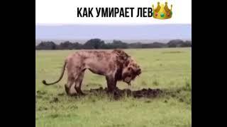 Как умирает ЛЕВ 