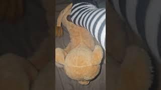 Rubbing | Lion King Nala #asmr #furry #plush #plushies #disney #mufasa #lionking #nala #disneyplus