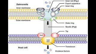 Salmonella typhi Part 2; Pathophysiology, Type-III secretion system, symptoms, diagnosis, treatment