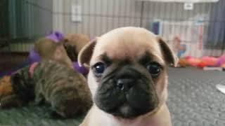 French bulldog pug mix  ( Frug ) 4 weeks old * royal rumble *