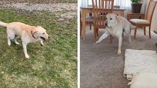 Wobbly Dog Loves Playing And Splashing