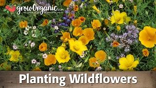 How to Plant and Grow Organic Wild Flowers