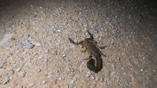 Parabuthus Capensis, thick tailed scorpion