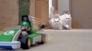 I bought Super Mario Kart for my cats and they went wild! (ENG SUB)