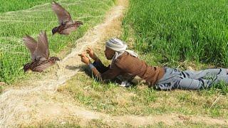 Amazing art of quails hunting || Primitive hunting using net || Raptors Today