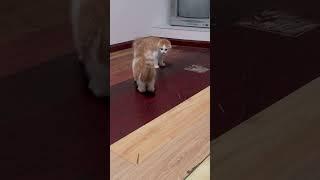 Cats short #funny