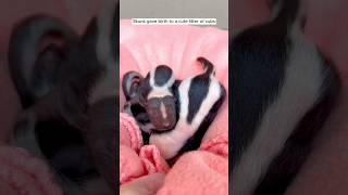 Rescue a skunk, and then #animalshorts #shortvideo #animalrescue