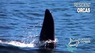 Puget Sound Express Whale Watching
