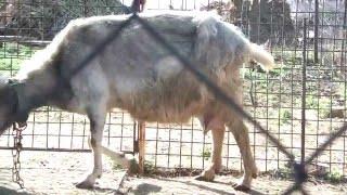 Лечение мастита у козы. Здоровье Белки часть 1.Treatment of mastitis in goats. Part 1.