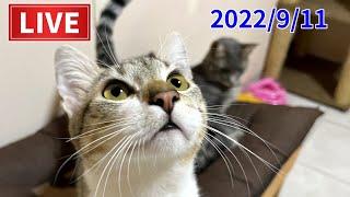【ねこぱんちParaguay】かわいい猫達の様子を南米より生配信2022/9/11(日）LIVE