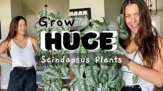 Scindapsus Houseplant Care Tips! | How to keep Scindapsus plants alive!