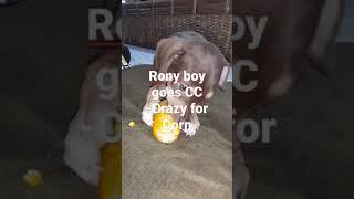 RONY BOY goes CC- Crazy for Corn