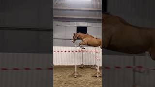 Neolisto gelding by Andretti Z x Sioux de Baugy #horse #showjumping #superstar