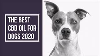 The Best CBD Oil for Dogs