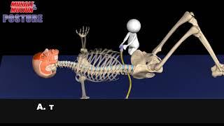 Learning to master proper pelvic positioning. Pelvic tilt, anterior pelvic tilt