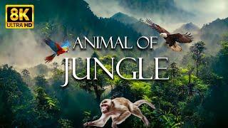Animal Of Jungle 8K ULTRA HD - Relaxing Discovery Movie with Soothing Relaxing Piano Music