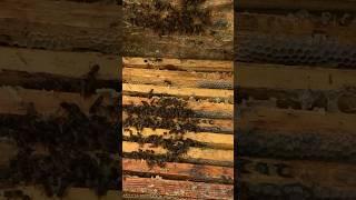 Зимівля полісянки. Аборигенна поліська бджола. #apicultor #beehive #bee #beekeeping