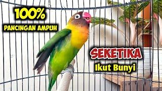 PANCINGAN LOVEBIRD NGEKEK PANJANG AMPUH GACOR, BIKIN LOVEBIRD YANG DENGAR IKUT BUNYI SEKETIKA