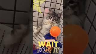 Try Not To Laugh From This Cute Kitten xD  !! #shorts #Shorts