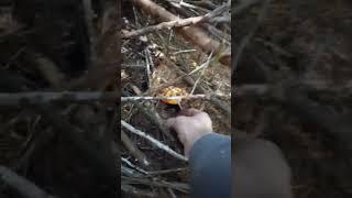 FALL Lobster Mushroom  picking #shorts #pnw #mushroom #mushroompicking #bolete #Oregon #organic #1k