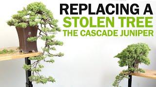 Cascade Juniper Bonsai Styling - Replacing a Stolen Bonsai