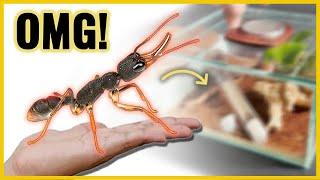 THIS IS THE BEST ANT IN THE WORLD. DO YOU WANT TO MEET IT? CLICK HERE.