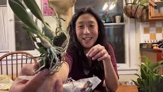 Orchid Hunters: Unboxing H&R Nurseries