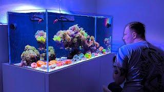 Awesome LPS - Reef Tank from Ümit! - Reef Relax