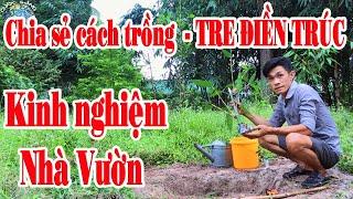 TRE ĐIỀN TRÚC GIỐNG || Cách trồng Cây Giống Tre Điền Trúc đúng giúp cây nhanh phát triển